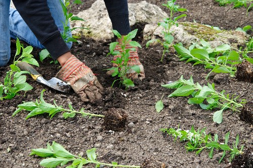 Shaping a dense hedge in a Silvertown property