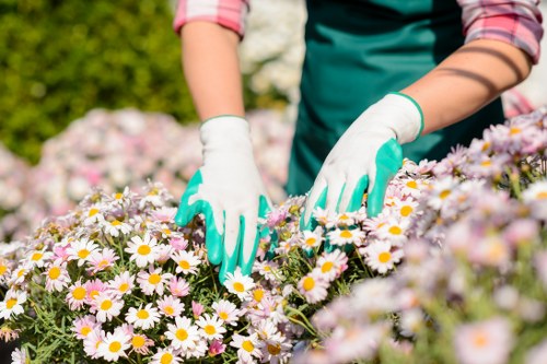 Regular grass cutting service in Silvertown for tidy outdoor spaces