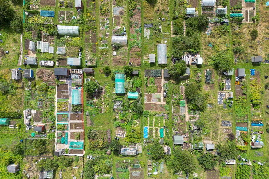 An aerial view of a community garden in Silvertown showing a patchwork of small, rectangular garden beds separated by narrow pathways. Some beds are covered with green or blue protective sheeting, whi